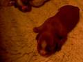 videos de pups 9 days old