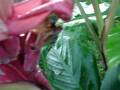 videos de MOV03035.MPG