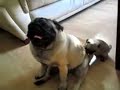 The Last Pug Puppy Video The Last Pug Puppy Video