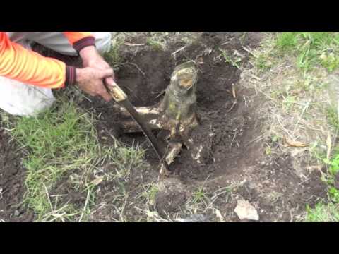 how to remove tree roots