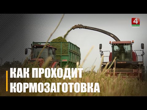 Посмотрели, как проходит кормозаготовка на Гомельщине видео