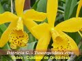 Las orquideas Renantheras requieren cuidados especiales para que florezcan y crezcan bien en tu jardín, son excelentes orquideas para tenerlas al aire libre. Descubre ahora como cuidarlas bien.