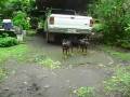 videos de LOL! SCAREDY DOGZ!