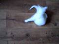 videos de kitten  Cleo goes after her tail