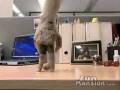 finger_soccer_skills_cool_video.wmv