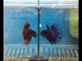 Betta Crowntail
