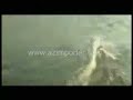 23\" Balaenoptera Musculus Racing Speed Boat