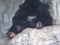 Funny Animals