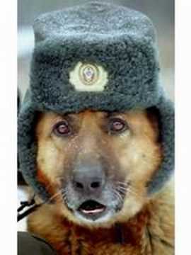 овчарка