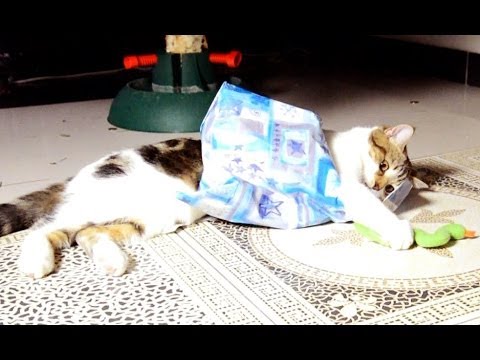 Funny Cats and Gifts