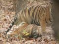 Tiger Mating