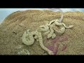 Sahara Sand Vipers (Cerastes vipera)