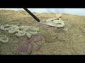 Sahara Sand Vipers (Cerastes vipera)