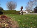 videos de Freestyle Canin ( Binou, Andy et Gypsie )