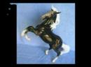 Breyer Porcelains and More...