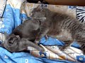 kocky cats playing 3 kocky cats playing 3