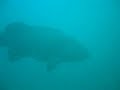 Giant Grouper at the Mast of SouthWreck
