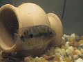 temporalis golden severums chanchitos http://cmcas.com.br