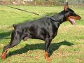 DOBERMAN PUPPIES by Eduardo Dur�n Haedo