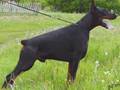 DOBERMAN PUPPIES 
