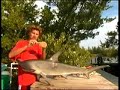 How to tag a shark