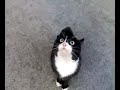 Кот вызывает дьявола!