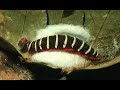 U. of I. Research: Parasitic Wasps U. of I. Research: Parasitic Wasps