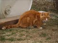 Rest In Peace Punkin Rest In Peace Punkin