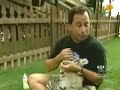 Baby Simba the Tiger Baby Simba the Tiger