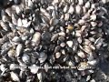 ? Clamming, ? Failure ? Clamming, ? Failure