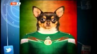 Publican fotos de perros con playeras mundialistas Publican fotos de perros con playeras mundialistas