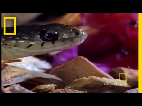 ازباب - The short-tail shrew is the only North American mammal with a poisonous bite. That's a cool fact, but too bad for an unfortunate snake! See All National Geog...
