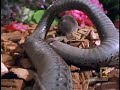 Animals Attack: Shrew vs. Snake
