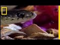 Animals Attack: Shrew vs. Snake