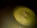 Virtual Vinyl Harthouse No. 50 HH050 GOLD from Hardfloor #2
