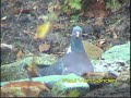 Wood-pigeon (Columba palumbus) Wood-pigeon (Columba palumbus)