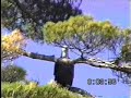 American Eagle in Nova Scotia