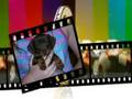 videos de my puppy cooper!!!!