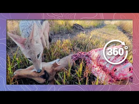 Return to the Meat Locker | Jackal Eats Impala Eyeball in 360 5K - YouTube