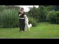 Dog Tricks