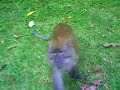 Monkeys going bananas
