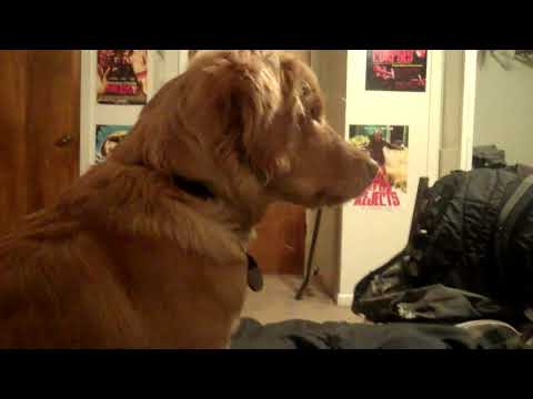 Beatrix LOVES some ShayCarl [what a shaytard]