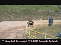Grayhound beim Training Grayhound beim Training
