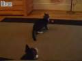 videos de Kittens Who Love To Dance