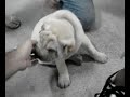 Exposi��o de cachorro