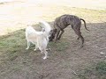 Gunther and Dakota (and Keiko) 2