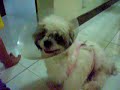 shih tzu, Chewie\