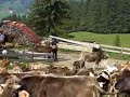 Viehscheid Alpe Kammeregg 2009, Rettenberg im Allgäu
