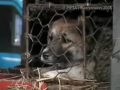 Trent Reznor of Nine Inch Nails [ NIN ] Speaks on behalf of PETA