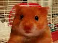 HAMSTER